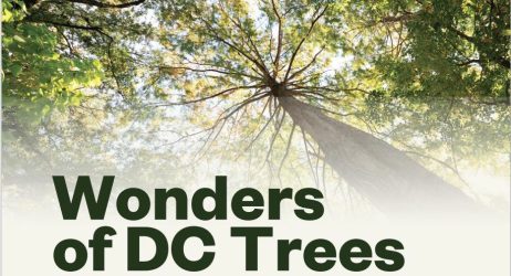 wonders of trees